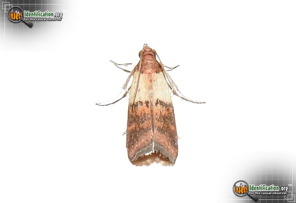 Full-sized image #3 of the Indianmeal-Moth
