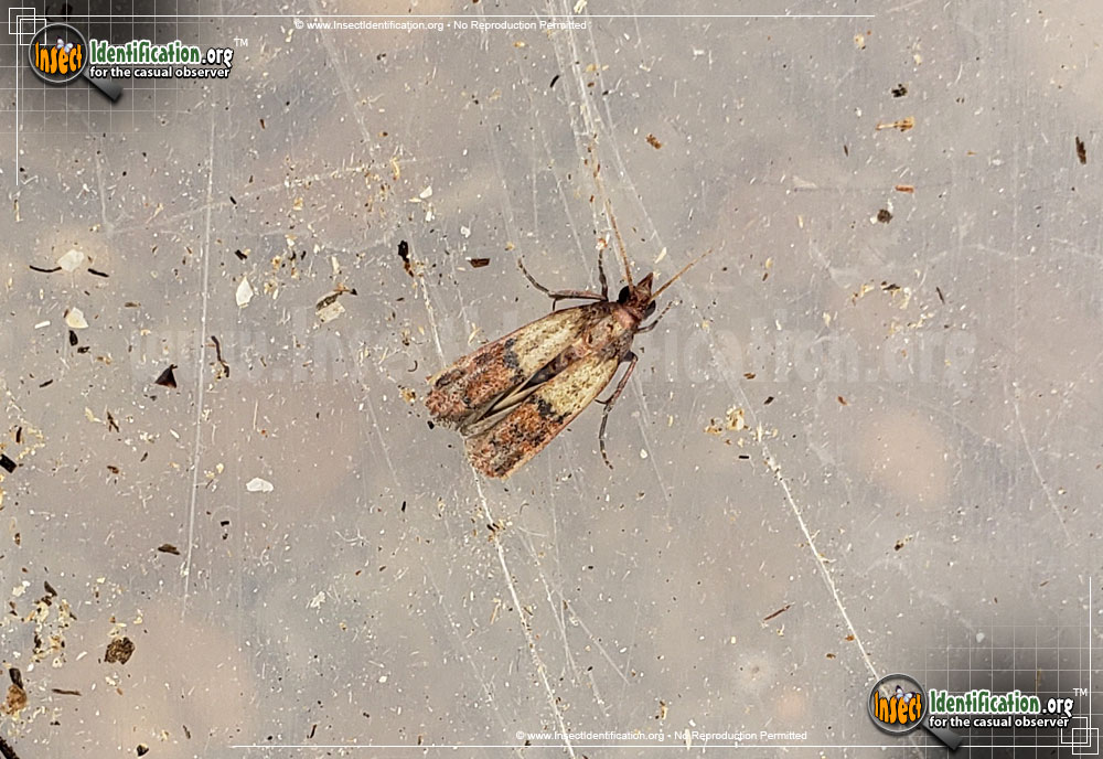 Full-sized image of the Indianmeal-Moth