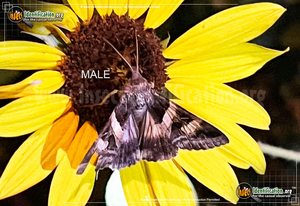 Full-sized image of the Indomitable-Graphic-Moth