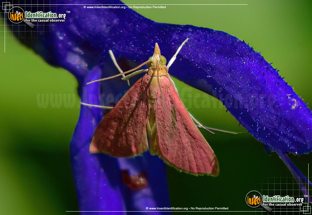 Full-sized image of the Inornate-Pyrausta-Moth