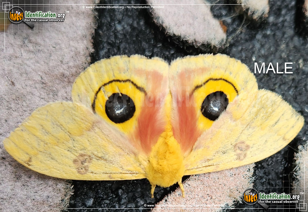 Full-sized image #14 of the Io-Moth