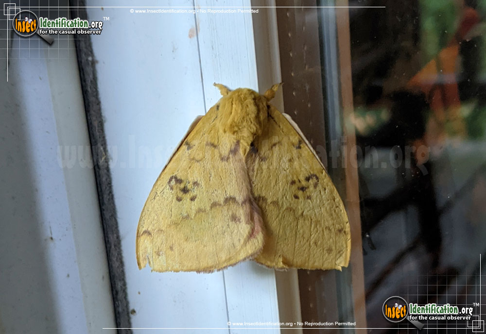 Full-sized image #12 of the Io-Moth
