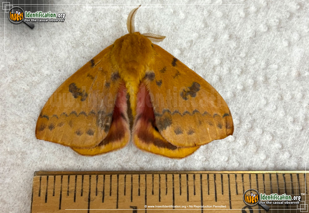 Io Moth