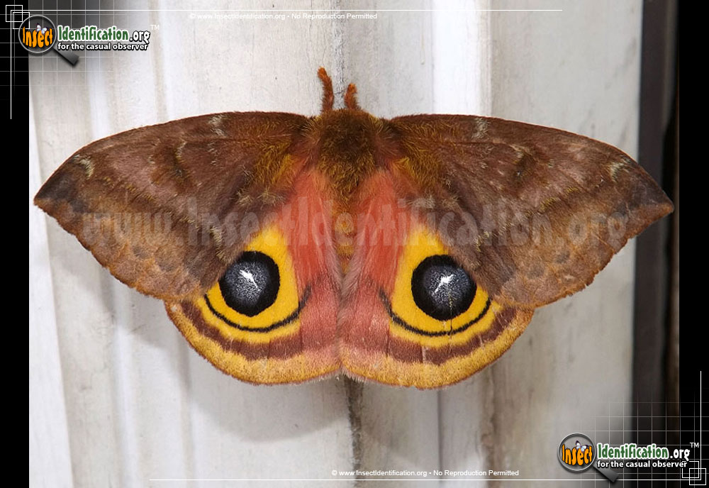 Full-sized image #10 of the Io-Moth