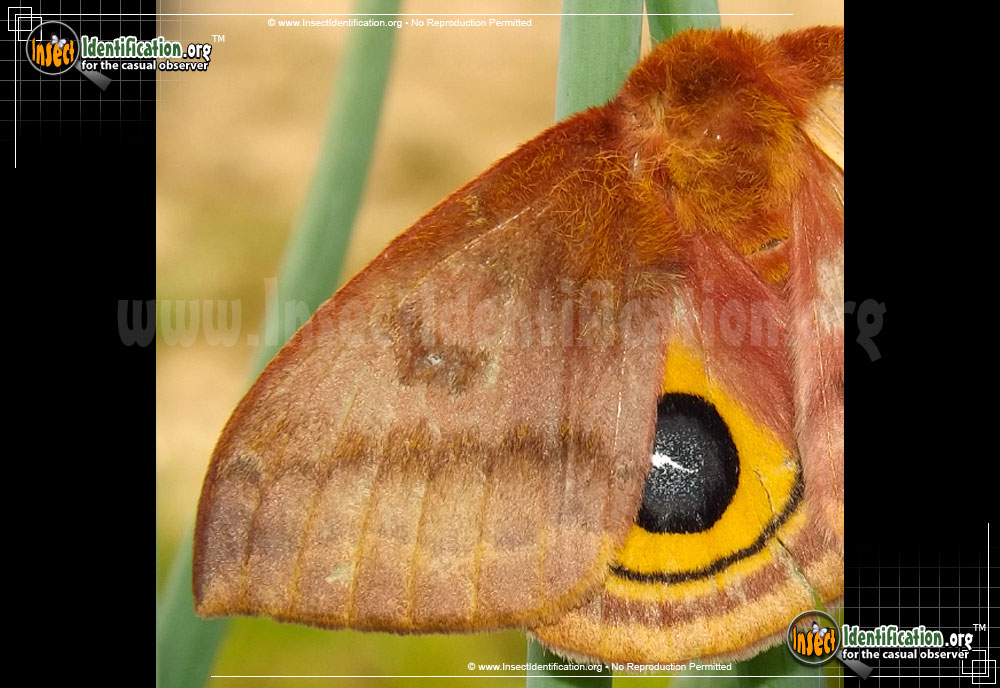Full-sized image #4 of the Io-Moth