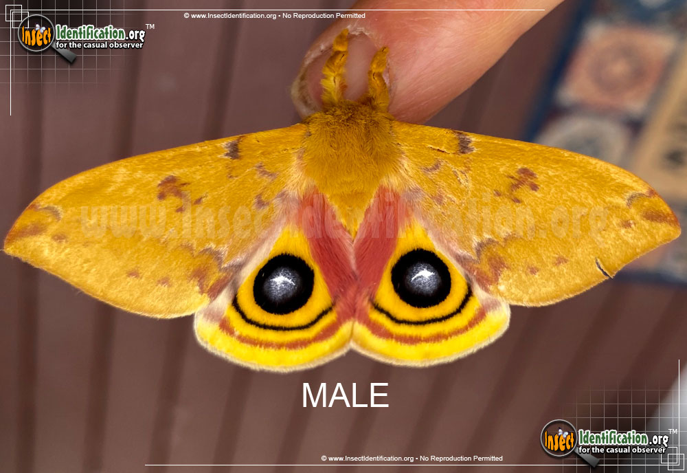 Full-sized image of the Io-Moth