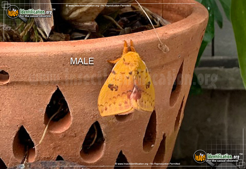 Full-sized image #8 of the Io-Moth