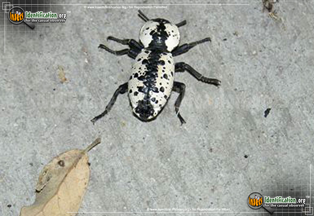 Full-sized image of the Iron-Clad-Beetle