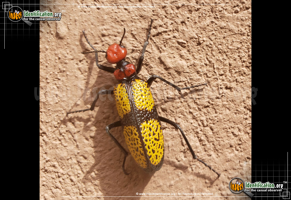 Full-sized image of the Iron-Cross-Blister-Beetle