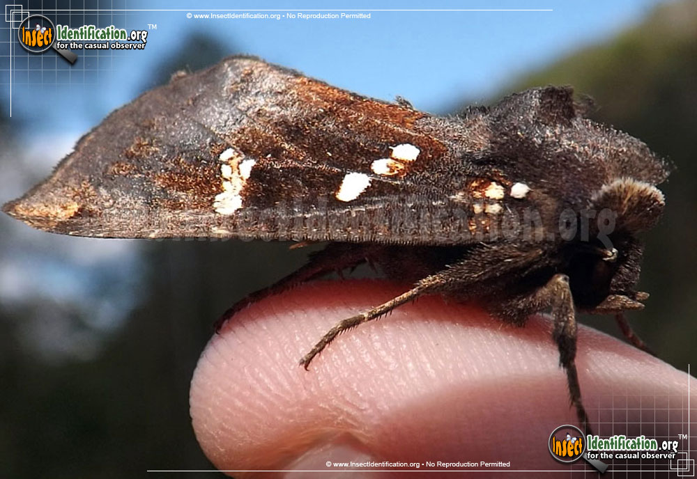 Full-sized image #2 of the Ironweed-Borer-Moth
