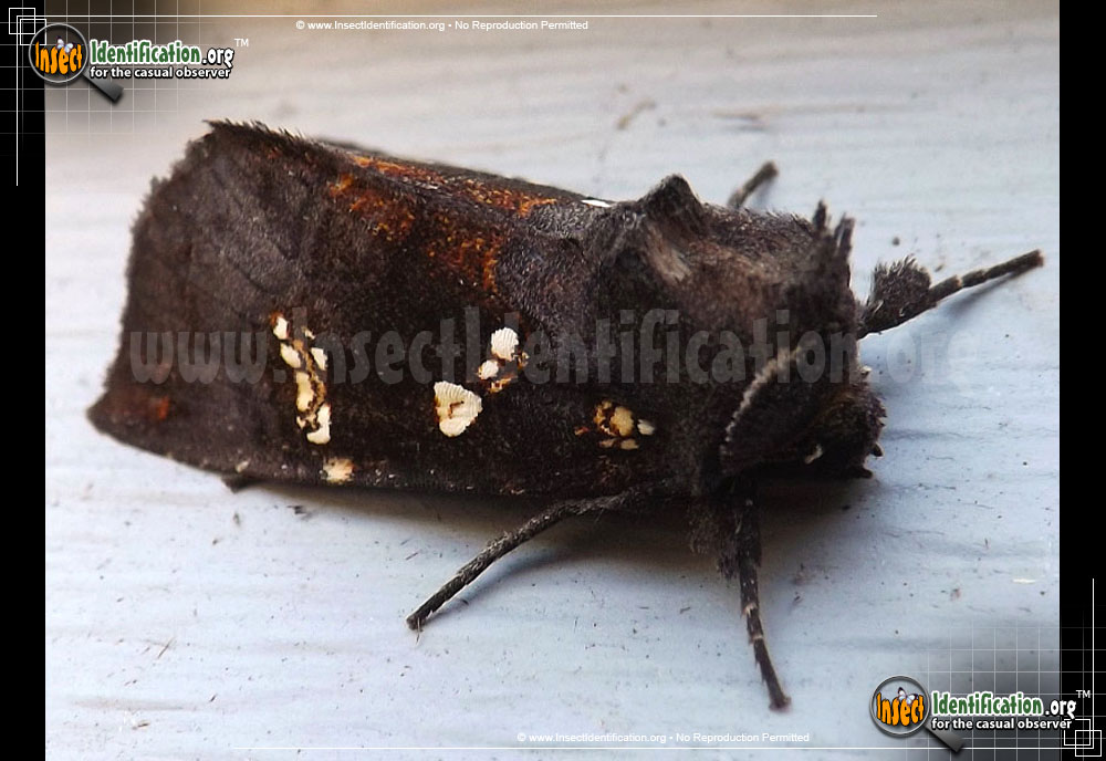 Full-sized image #3 of the Ironweed-Borer-Moth