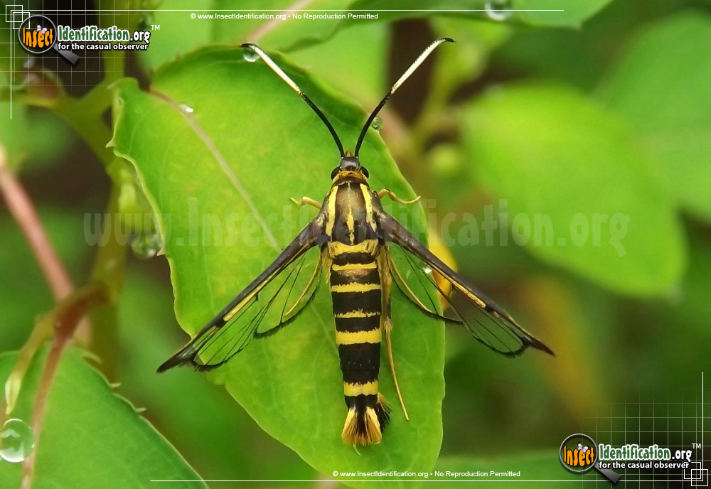 Full-sized image of the Ironweed-Clearwing-Moth