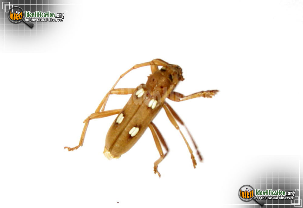 Full-sized image #3 of the Ivory-Marked-Beetle