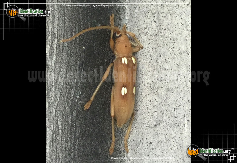 Full-sized image #2 of the Ivory-Marked-Beetle