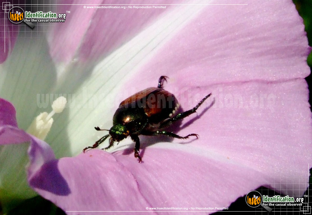 Full-sized image #9 of the Japanese-Beetle