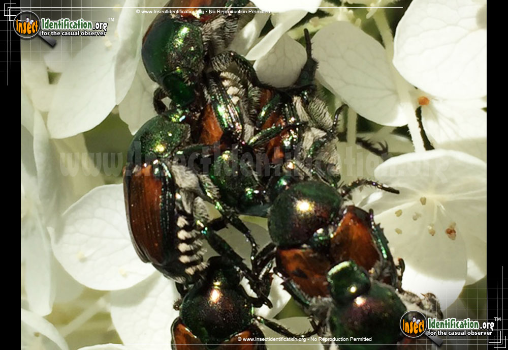 Full-sized image #12 of the Japanese-Beetle