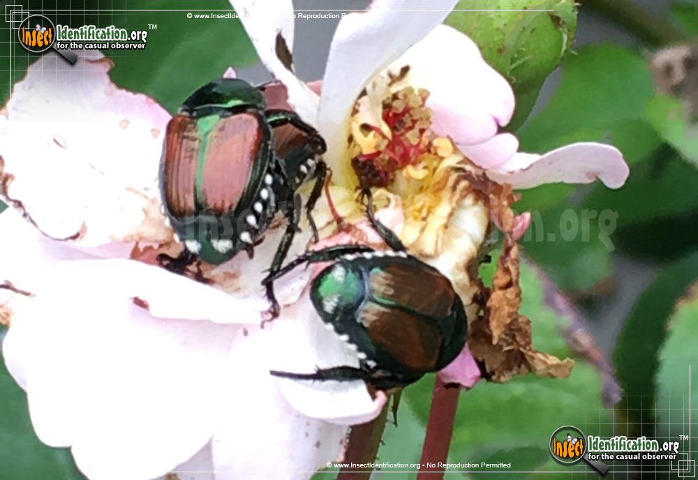 Full-sized image #8 of the Japanese-Beetle
