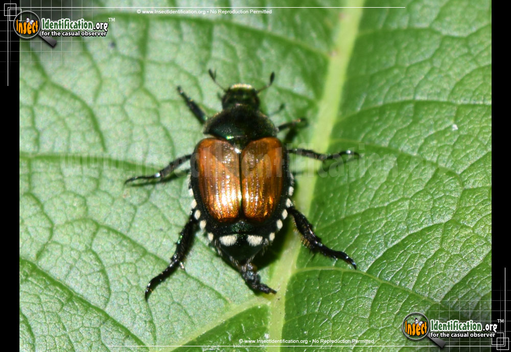 Full-sized image #10 of the Japanese-Beetle