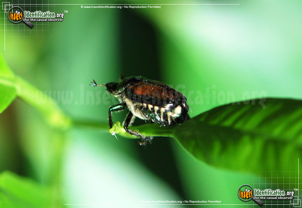 Full-sized image #11 of the Japanese-Beetle