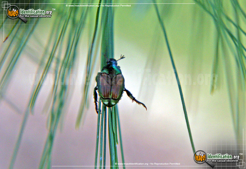 Full-sized image #3 of the Japanese-Beetle