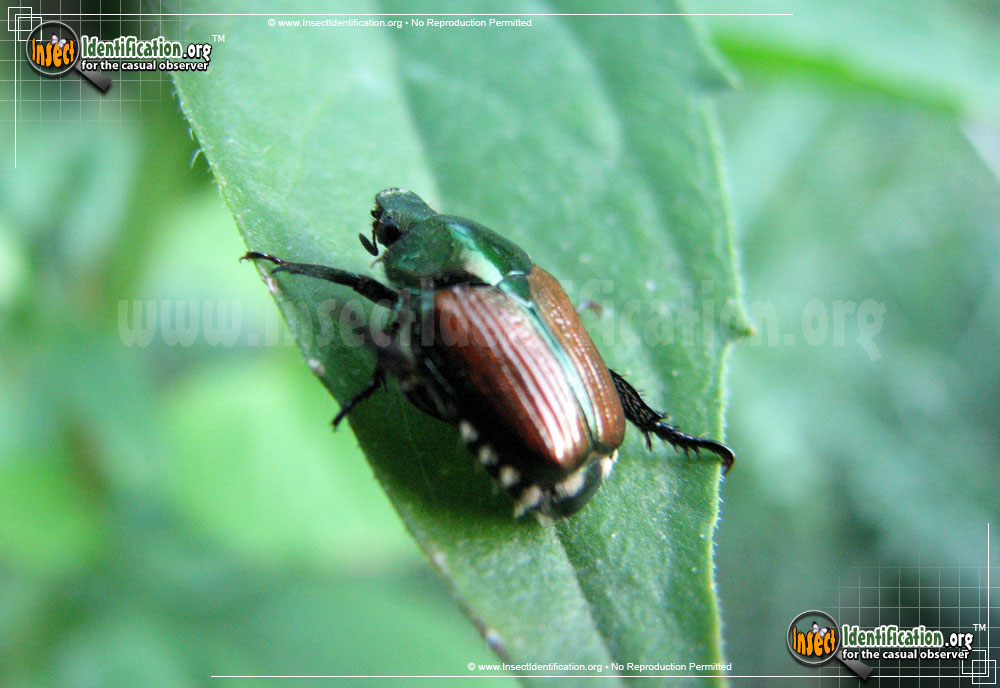 Full-sized image #5 of the Japanese-Beetle