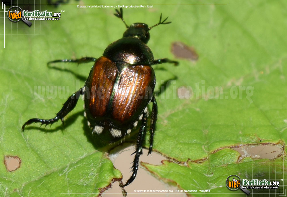 Full-sized image #13 of the Japanese-Beetle