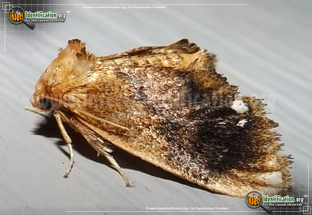 Full-sized image of the Jewel-Tailed-Slug-Moth