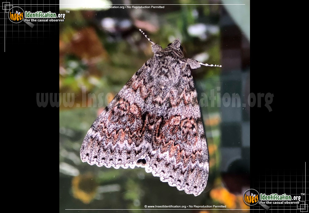 Full-sized image of the Joined-Underwing-Moth
