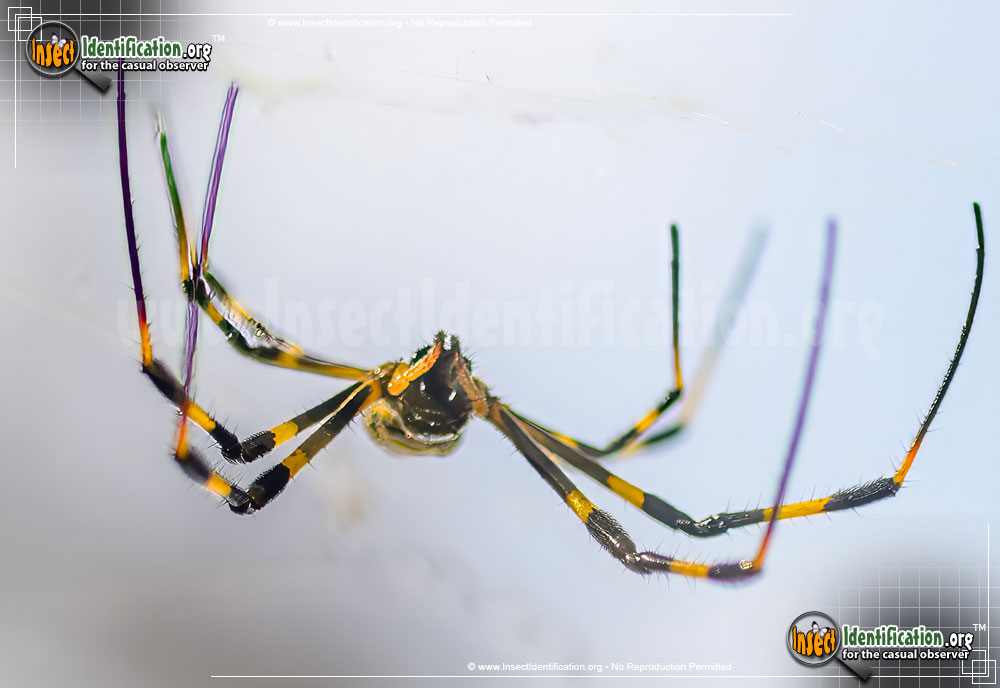 Full-sized image #11 of the Joro-Spider