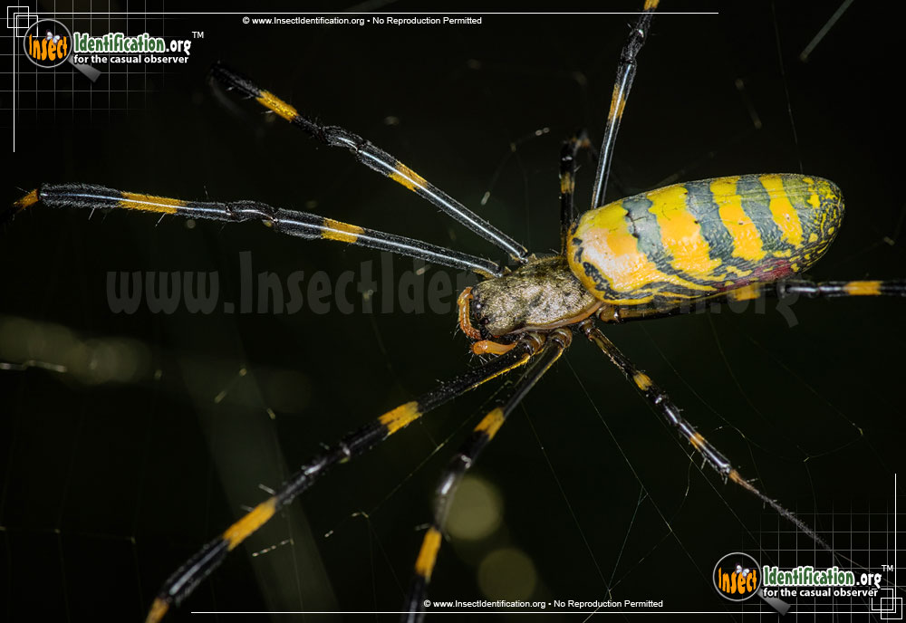 Full-sized image of the Joro-Spider