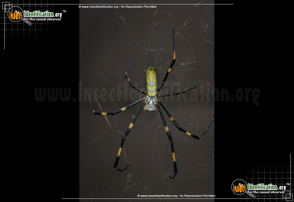 Full-sized image #11 of the Joro-Spider