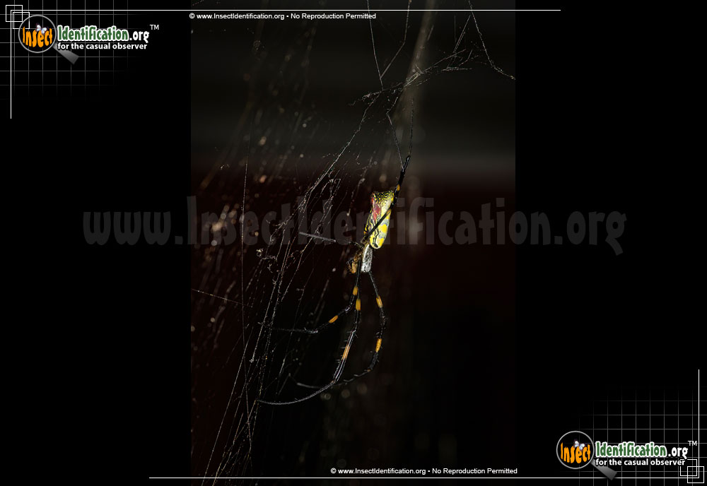 Full-sized image #12 of the Joro-Spider
