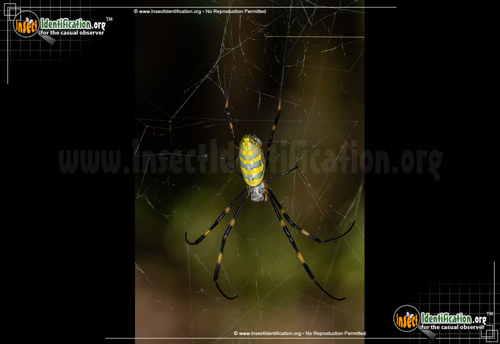 Full-sized image #13 of the Joro-Spider