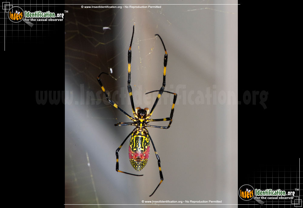 Full-sized image #15 of the Joro-Spider