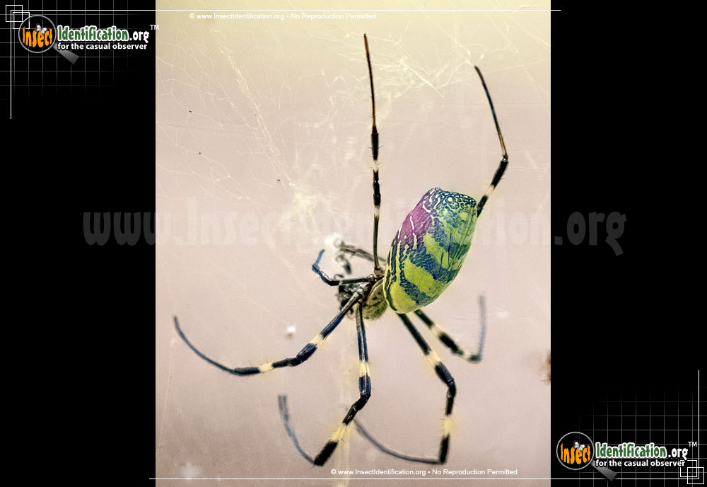 Full-sized image #9 of the Joro-Spider