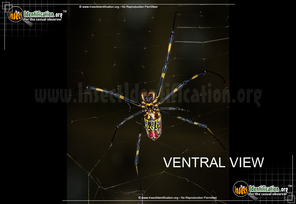 Full-sized image #6 of the Joro-Spider
