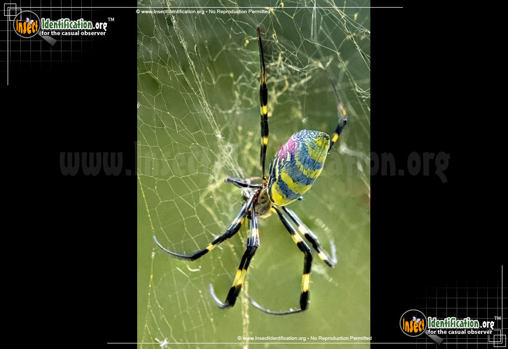 Full-sized image #5 of the Joro-Spider