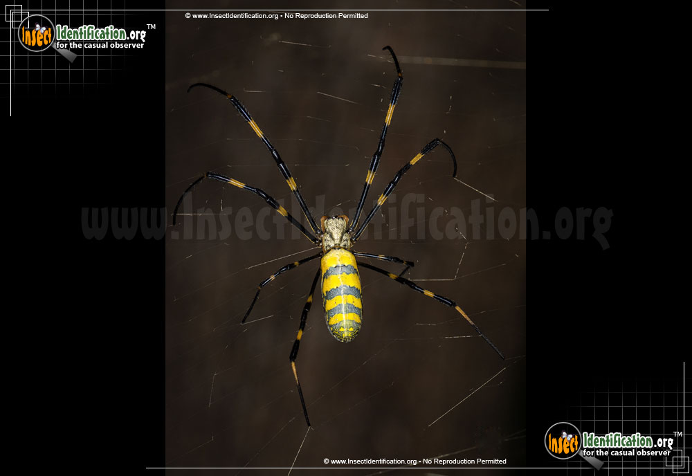 Full-sized image #7 of the Joro-Spider