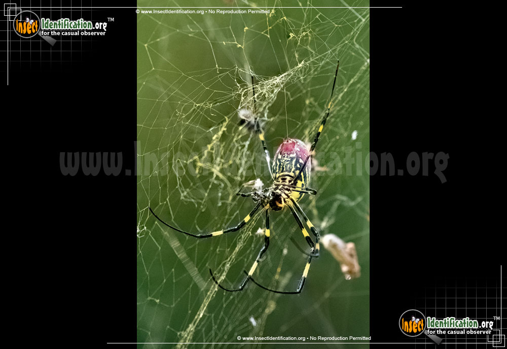 Full-sized image #4 of the Joro-Spider