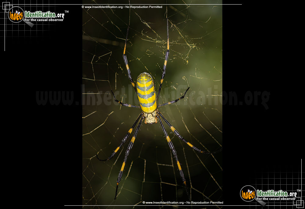 Full-sized image #8 of the Joro-Spider