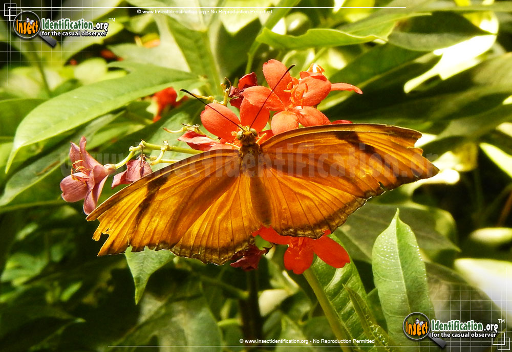 Full-sized image #2 of the Julia-Longwing-Butterfly