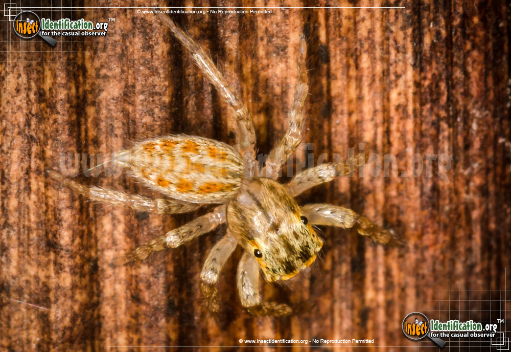 Full-sized image of the Jumping-Spider