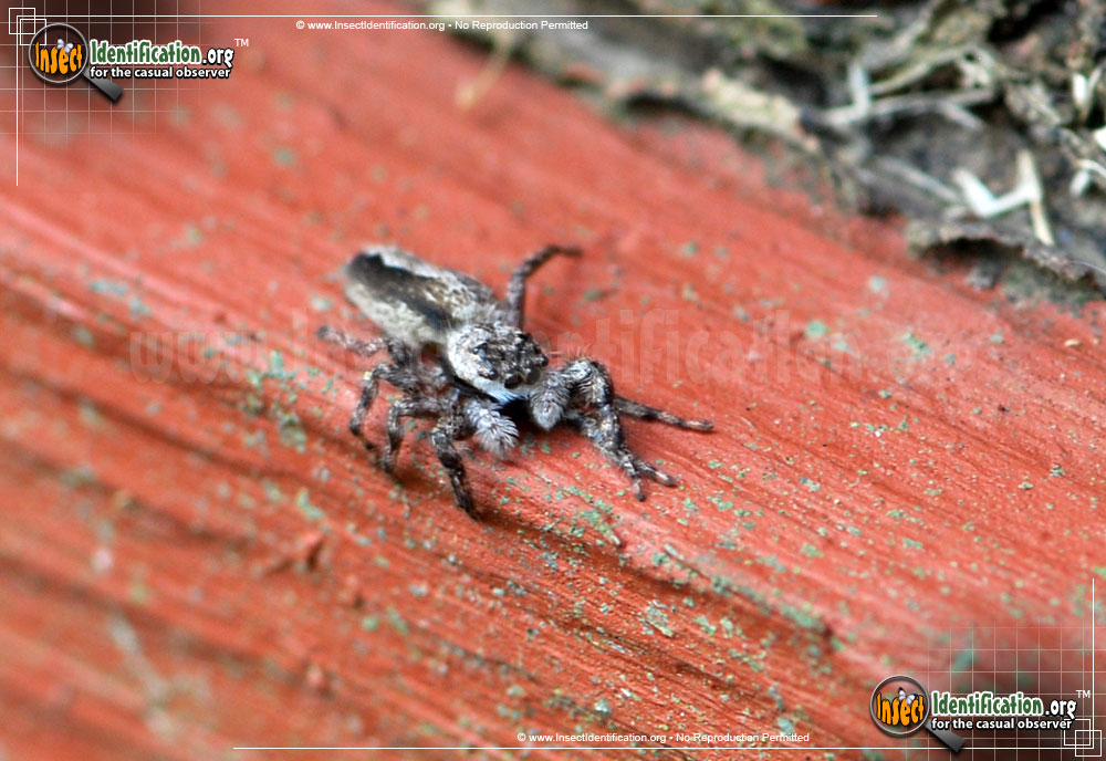 Full-sized image #3 of the Jumping-Spider