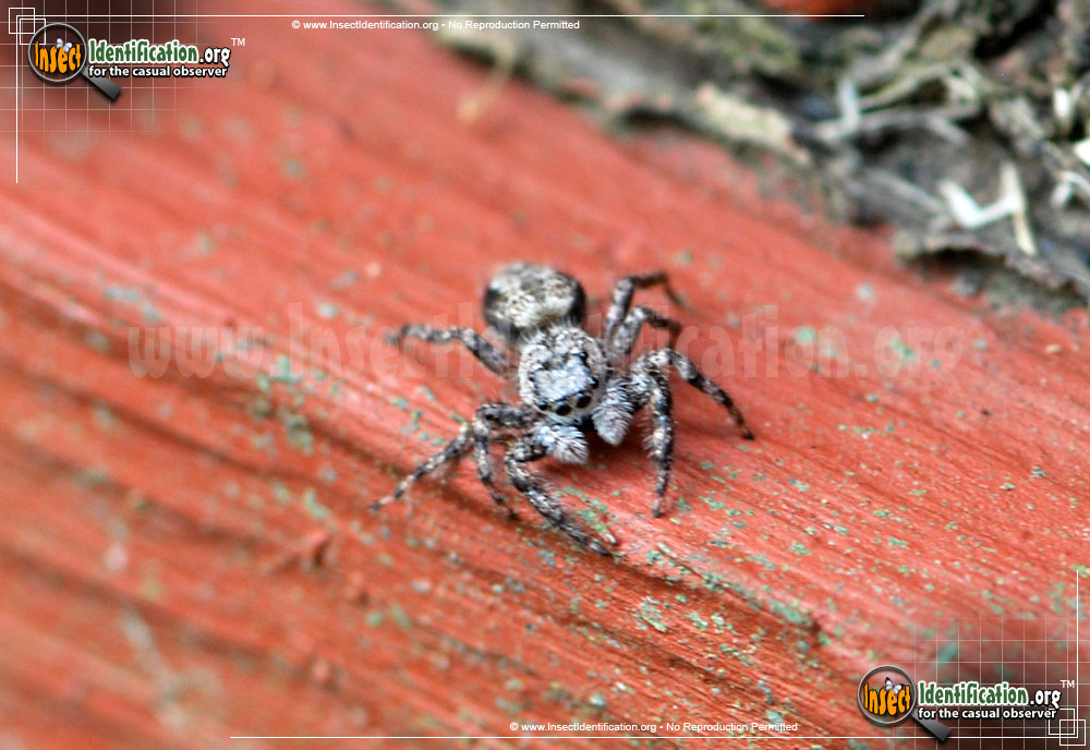 Full-sized image #5 of the Jumping-Spider