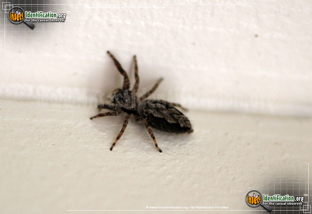 Full-sized image #6 of the Jumping-Spider