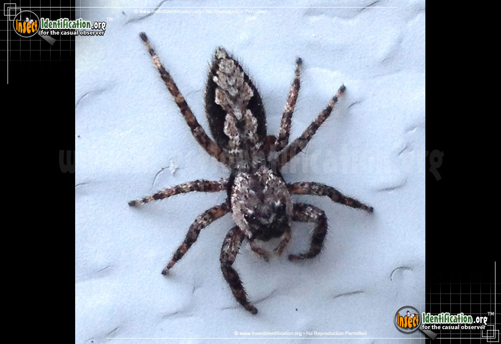 Full-sized image #4 of the Jumping-Spider