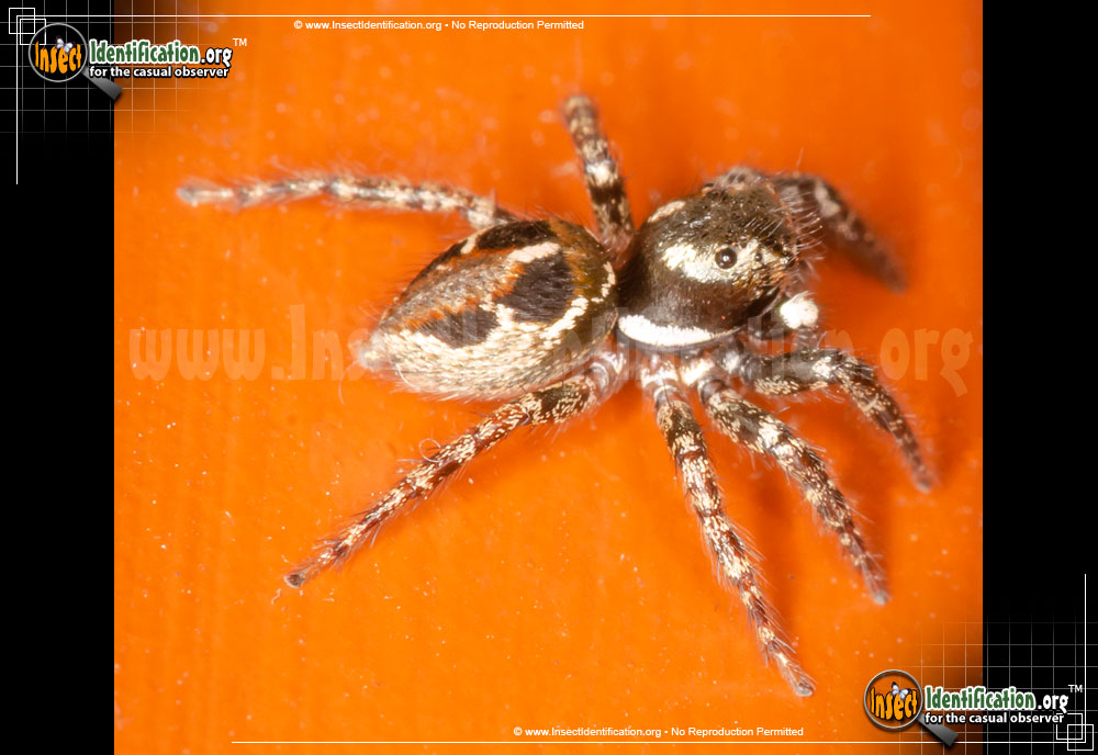 Full-sized image #7 of the Jumping-Spider