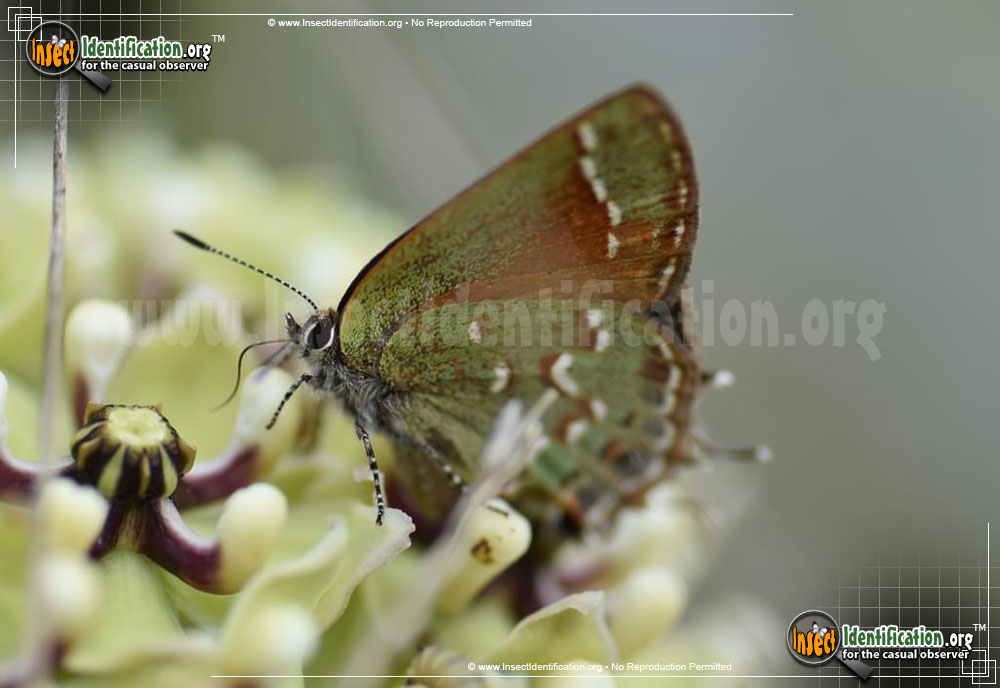 Full-sized image of the Juniper-Hairstreak-Butterfly