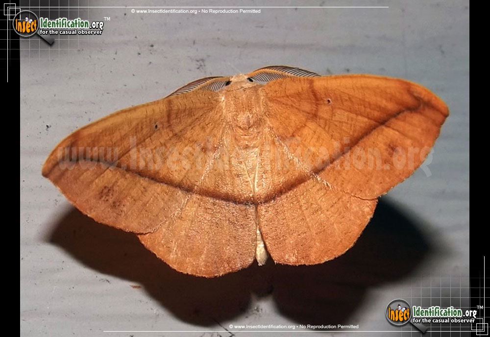 Full-sized image of the Juniper-Geometer-Moth