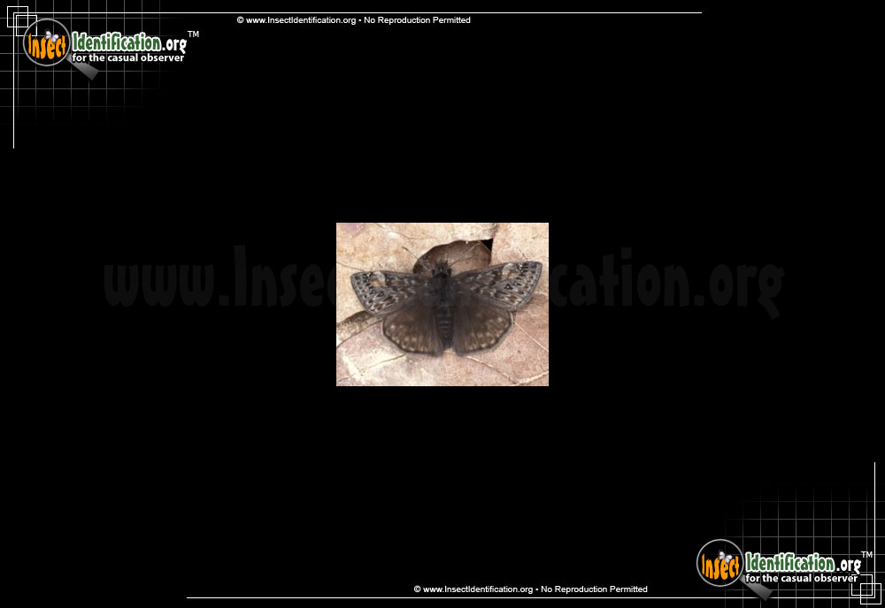 Full-sized image of the Juvenals-Duskywing-Butterfly